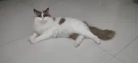 Ragdoll Non Ped  Jantan