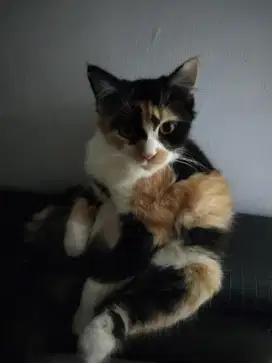 Dijual kucing Persia calico loreng