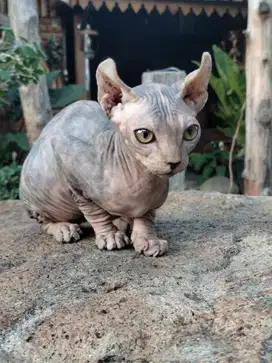 kucing sphynx elf betina