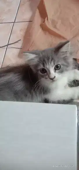 Kucing perisa jantan betina