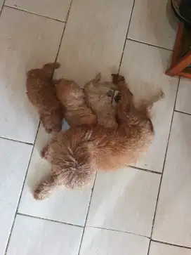 Poodle 3 ekor borong