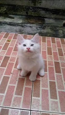 Lepas adopt kitten mix dome