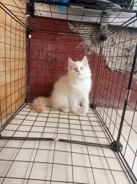 Kucing Persia Himalaya