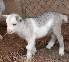 sepasang anakan kambing mini pygmi 3-4 bln TB 30cm FB koleksian manteb