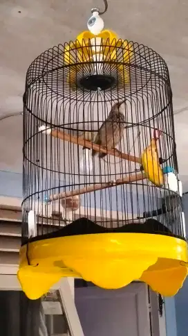 Cucak Rowo betina dna