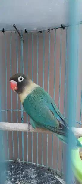 Burung Love Bird  PB