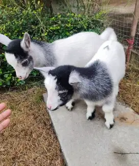sepasang anakan kambing pygmi asli original murni FB TB 30cm exotik ok