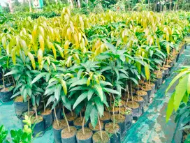 Bibit mangga kiojay