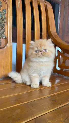 Kitten persian oyen