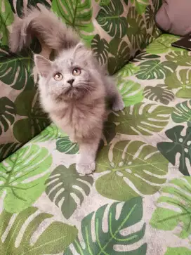 Kitten abu abu silangan bsh