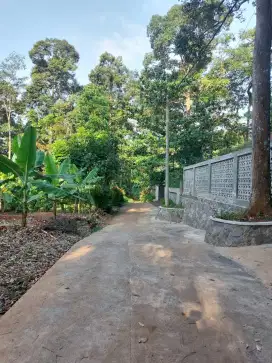 Kebun Durian Semarang Gunungpati