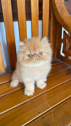 Persian kitten Oyen