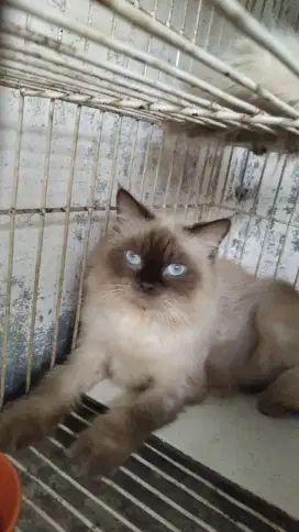 Kucing Himalaya