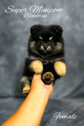 Puppy Super Minipom Blacktan Betina
