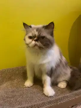 kucing persia betina