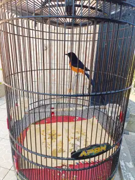 Murai batu jantan sertifikat APBN fullset