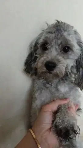 Indukan Silver Poodle
