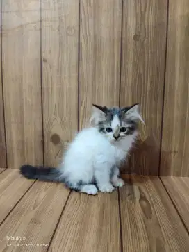 KUCING PERSIA PUTIH BULU LEBAT