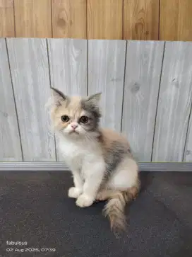 Kucing Persia peaknouse