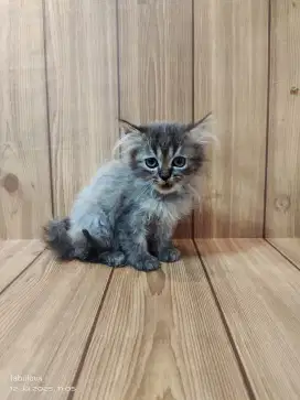 Kucing perisa hitam abu