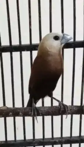 Burung emprit kanji unik isian kenari sama citblek