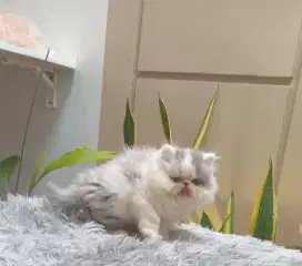 Kitten peak betina gemoy