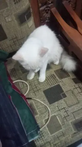 kucing Persia Himalaya putih