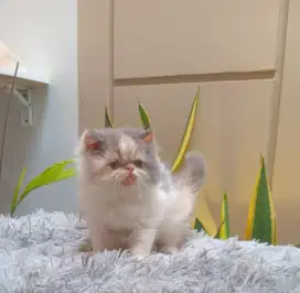 Kitten peak betina calico