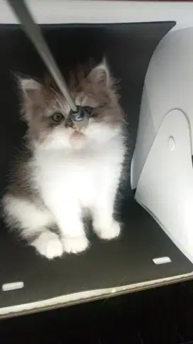 KITTEN PERSIA 2.5 BULAN