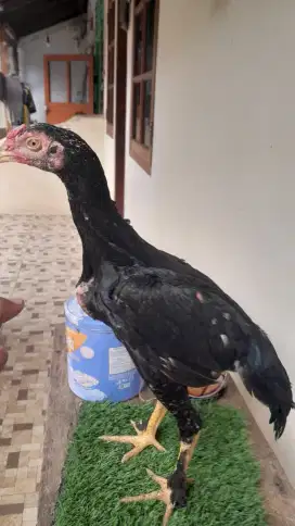 Ayam bangkok sepasang Usia 4 bulan