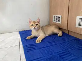 British shorthair pure nonped jantan 3bln