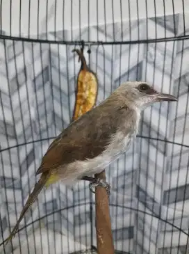 Burung trucukan/trotokan
