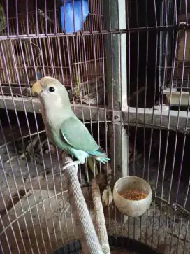 Jual lovebird nonklep balibu