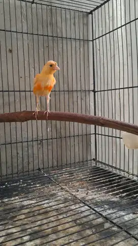 Burung Kenari Paud Merlok  Jantan