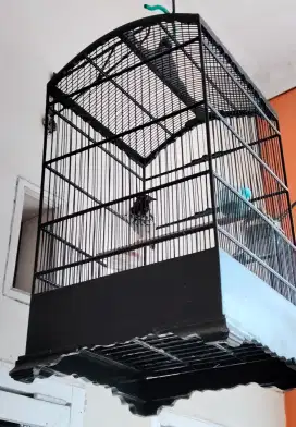 Burung Anis Kembang