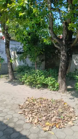 Jasa tebang pohon wilayah Yogyakarta