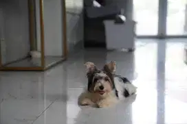 anjing biewer yorkshire terrier langka bapak ibu impor