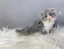 Betina Peaknose Abu Putih Bicolour