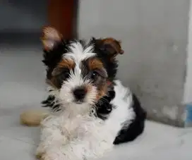 anjing biewer yorkshire terrier betina super langka