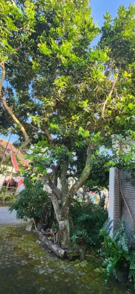 Jasa tebang pohon wilayah Yogyakarta