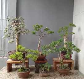Cantik siap pajang bonsai hias ada 6 pot