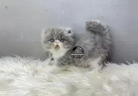 Jantan Peaknose Abu Putih Bicolour