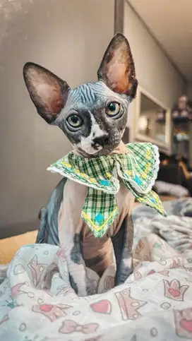 Sphynx Kitten Female