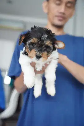 anjing biewer yorkshire terrier langka dan anak impor