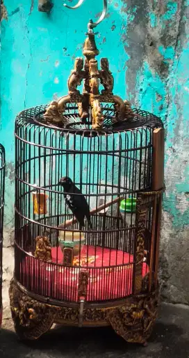 Anis kembang gacor plus kandang ukir mulus