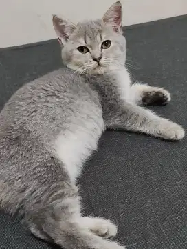 BSH bluegolden female line Ped
