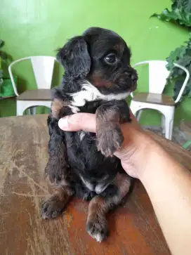 Anak anjing (puppies) shihtzu-poodle