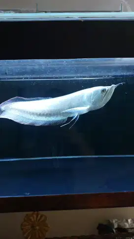 Ikan arwana silver