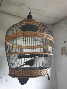 Kandang tekukur dan isinya