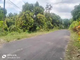 180 are tanah kebun mangga di singaraja desa tegalinggah